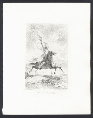 Falconiere arabo di - falconiere, arabo,