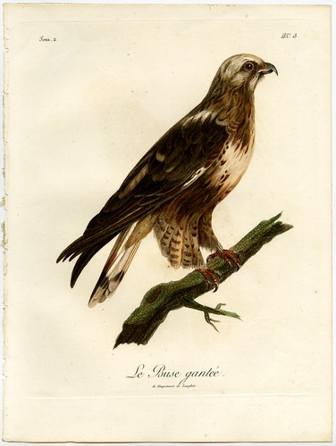 Stampa antica buse falco - stampa, antica-le