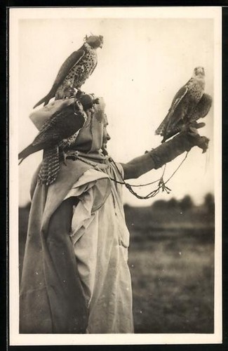 Cartolina falconiere arabo - falconiere,